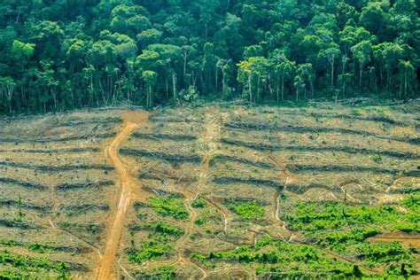 La Agricultura Causa El 90 De La Destrucción De Los Bosques