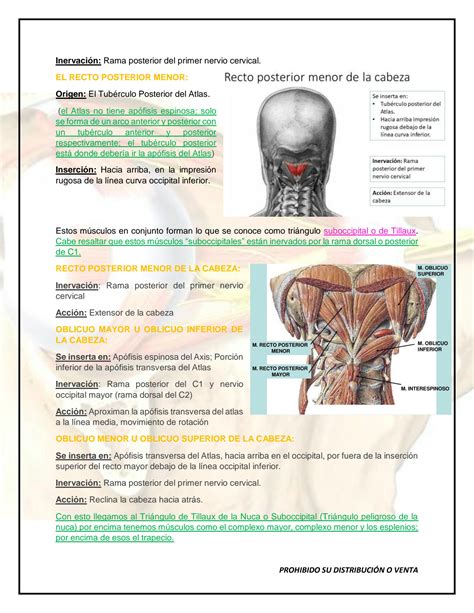 Solution Anatomia Ucsm Anatomia Prevertebral Studypool