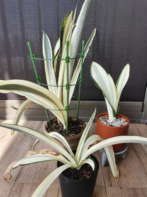 Sansevieria beauty queen, Furniture & Home Living, Gardening, Plants ...