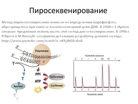 Методы анализа генома. Секвенирование - презентация онлайн