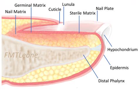 Nail Bed Injury Surgical Repair Teachmesurgery