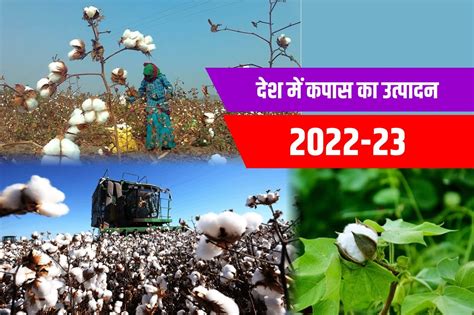 देश में 14 वर्षों बाद रूई के उत्पादन में होगी वृद्धि 2022 23 में 344