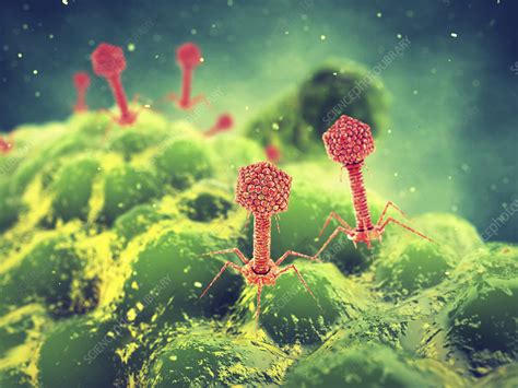 Bacteriophages, illustration - Stock Image - F024/5440 - Science Photo ...