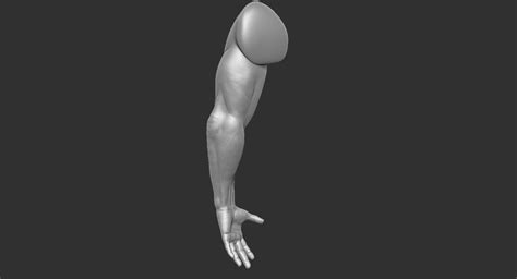 Muscular Human Arm 3d Model 9 Obj Ztl Free3d