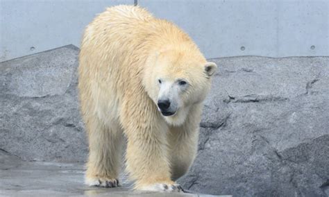 Berlinski zoološki vrt izgubio posljednjeg polarnog medvjeda