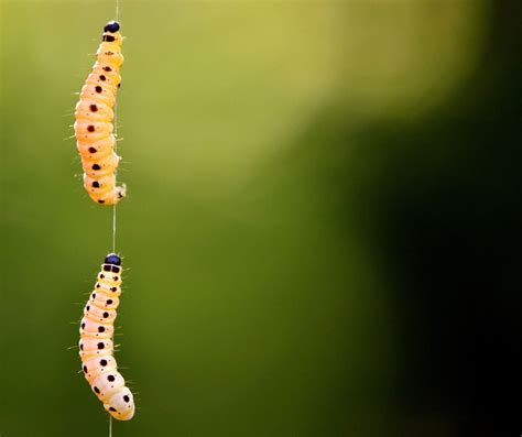 Moth Pest Control - Eraserpest - Cambridgeshire, Essex and Suffolk