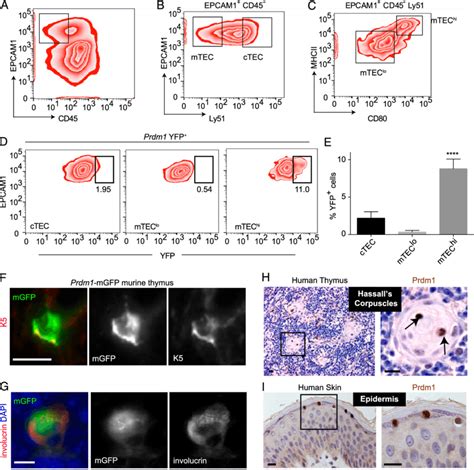 Expression Of Prdm In The Mouse Thymus A Representative Flow