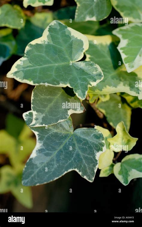 Variegated Ivy Hi Res Stock Photography And Images Alamy