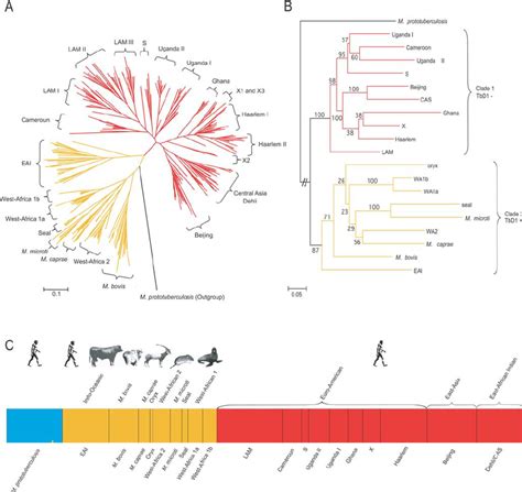 Evolutionary Relationships Of The Mycobacterium Tuberculosis Complex