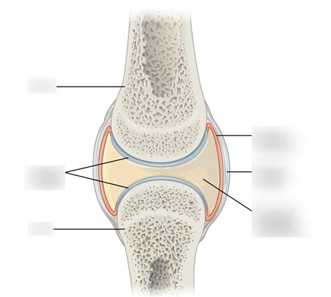 Synovial Joint Of The Knee Diagram Quizlet