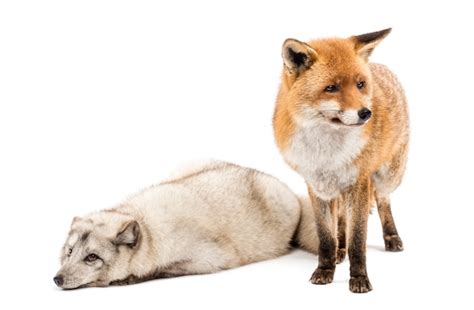 Vulpes de raposa vermelha vulpes em pé e raposa do ártico vulpes