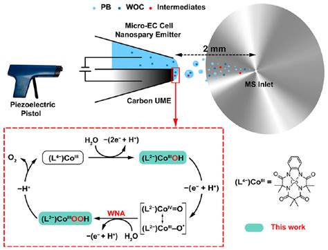 首次发现oer新中间体！最新jacs，原位电化学质谱值得关注 知乎