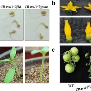 Identification Of Tomato Male Sterility Genes And Their Linkage Marker