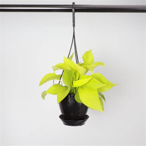 Thorsens Greenhouse Live Neon Pothos Plant In Hanging Pot And Reviews