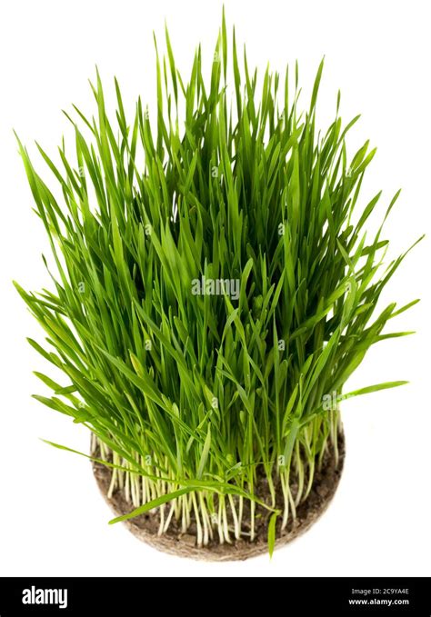 Blade of grass isolated Stock Photo - Alamy