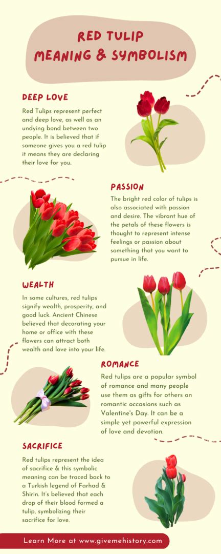 Red Tulip Symbolism Top 13 Meanings Give Me History