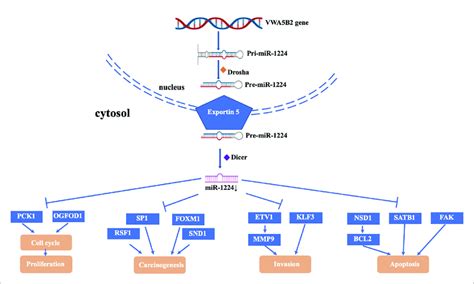 Mechanism And Function Of Mir Downregulation In Cancer