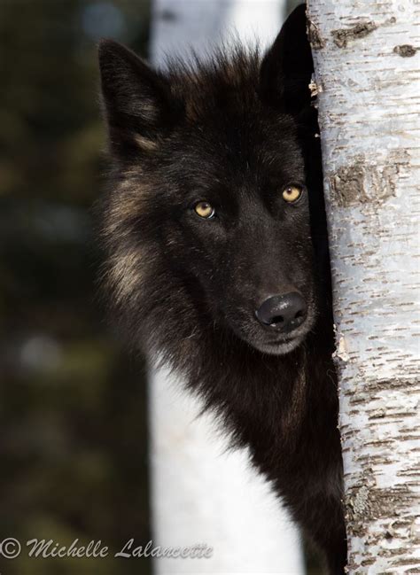 Black Timber Wolf