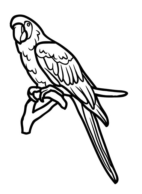 A Macaw Coloring Page Free Printable Coloring Pages