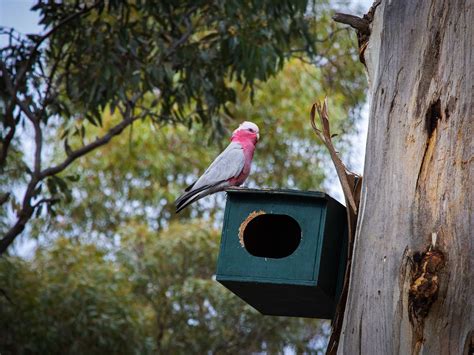 Galah Nesting: A Complete Guide | Birdfact