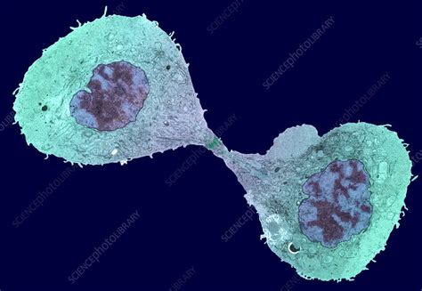 Mitotic Cell Division Tem Stock Image P6720139 Science Photo