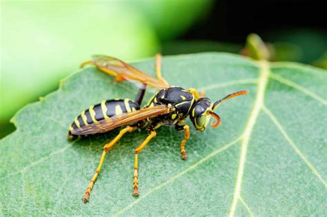 20 Must Know Insects And Bugs In The Bahamas That Bite And Sting