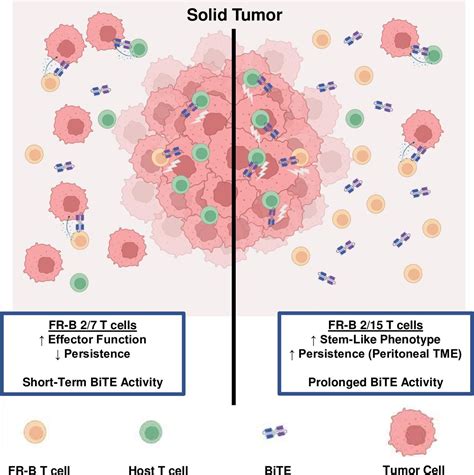 Bite Secretion By Adoptively Transferred Stem Like T Cells Improves Fr