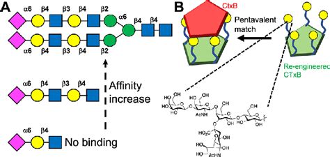 3d Presentation Of Glycans Affects Binding A Neu5ac Terminated