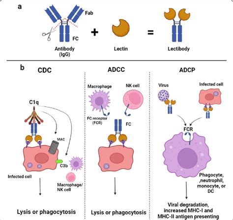 A Fusion Of Lectin And Antibody S Crystallizable Fragment Fc Of