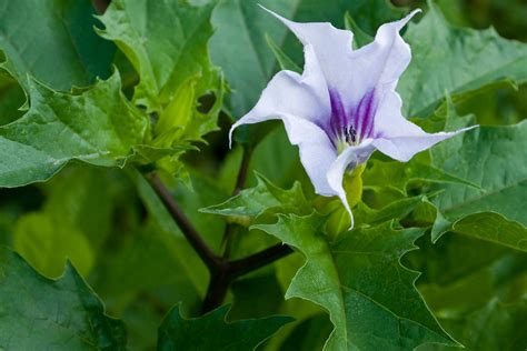 Jimson Weed Poisoning in Horses - Symptoms, Causes, Diagnosis ...