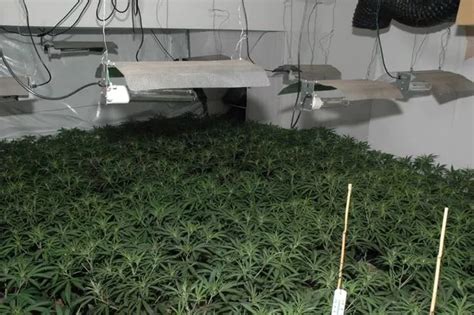 Look Inside The £2m Cannabis Farm Found In Anfield Liverpool Echo