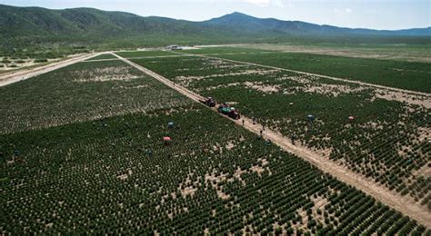 Lidera Chihuahua producción nacional en 10 cultivos Tiempo