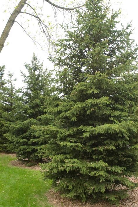 Black Hills Spruce Plant Something Montana