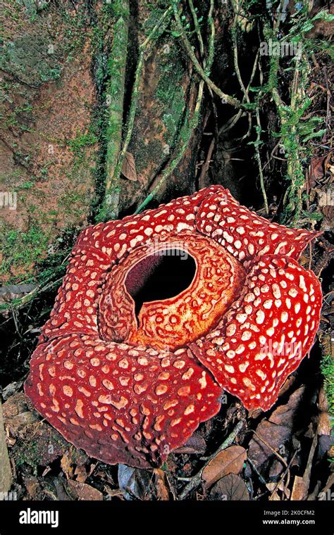 Giant Rafflesia Rafflesia Arnoldii Largest Individual Flower On Earth