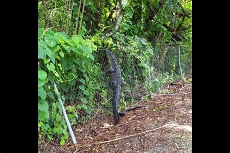 Watch: Alligator quickly climbs country club's wire fence - UPI.com