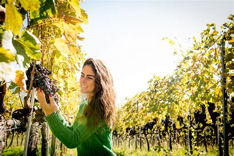 Azienda Agricola La Canosa Vigneti Pecorino Sangiovese Passerina