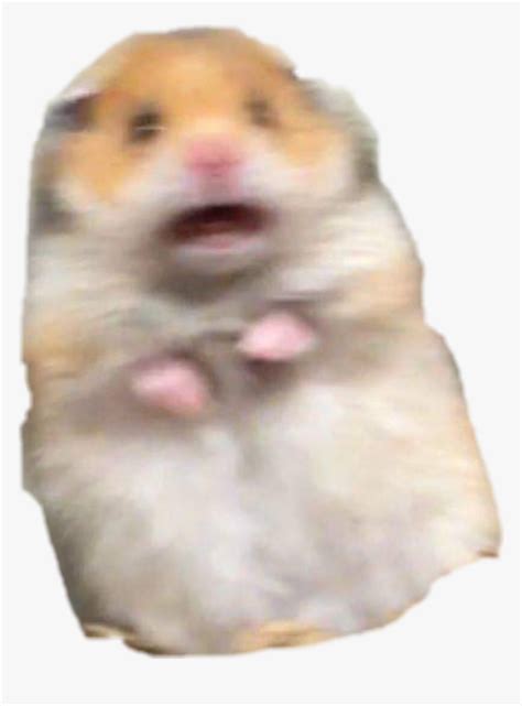 #hamster #meme #freakout #freaking #hamstermeme, HD Png Download ...