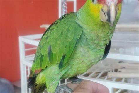 Red Lored Amazon