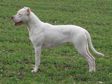 Todo Sobre Perros Dogo Argentino