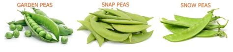 Types Of Peas Complete List And Guide 2023 Northern Nester 55 OFF