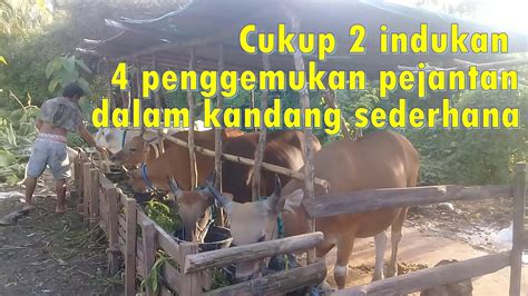 Pemeliharaan Indukan Dan Penggemukan Sapi Bali Pejantan Di Kandang