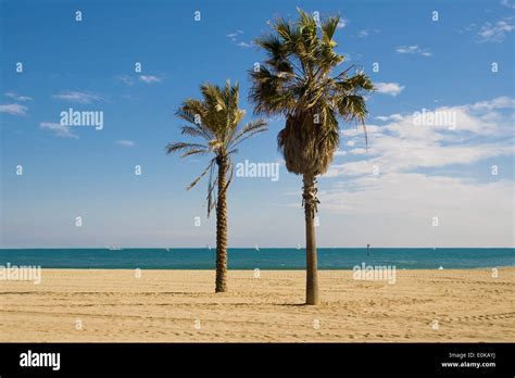 Two Palm Trees On The Barceloneta Beach Barcelona Catalonia Stock