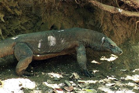 Skyfall Komodo Dragon - Marteko
