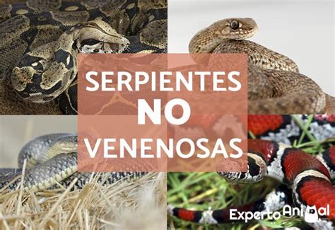 Tipos de Serpientes NO VENENOSAS Nombres Características Fotos