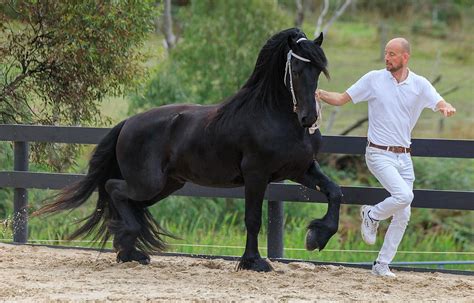 Jelte- Stallion / Breeding S... | Friesian Dreams