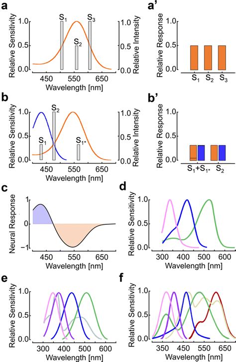 Photoreceptor Functions Color Opponent Processing And Photoreceptor