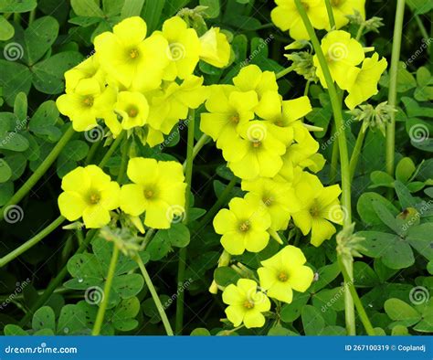 Yellow Wood Sorrel Oxalis Pes Caprae Or Yellow Shamrock Stock Image