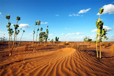 4,869 Sahara Desert Plant Stock Photos - Free & Royalty-Free Stock ...