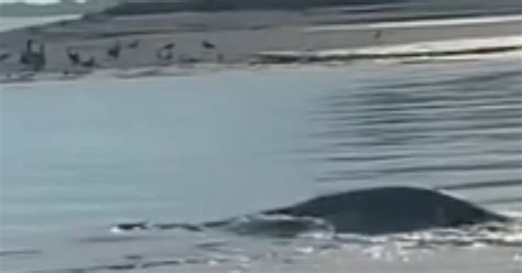 Stunned Tourists Spot Huge Dark Shape They Think Could Be Loch Ness Monster