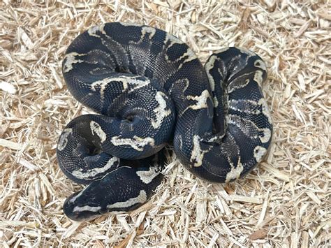 Super Ghi Ball Python By Planet Python Morphmarket